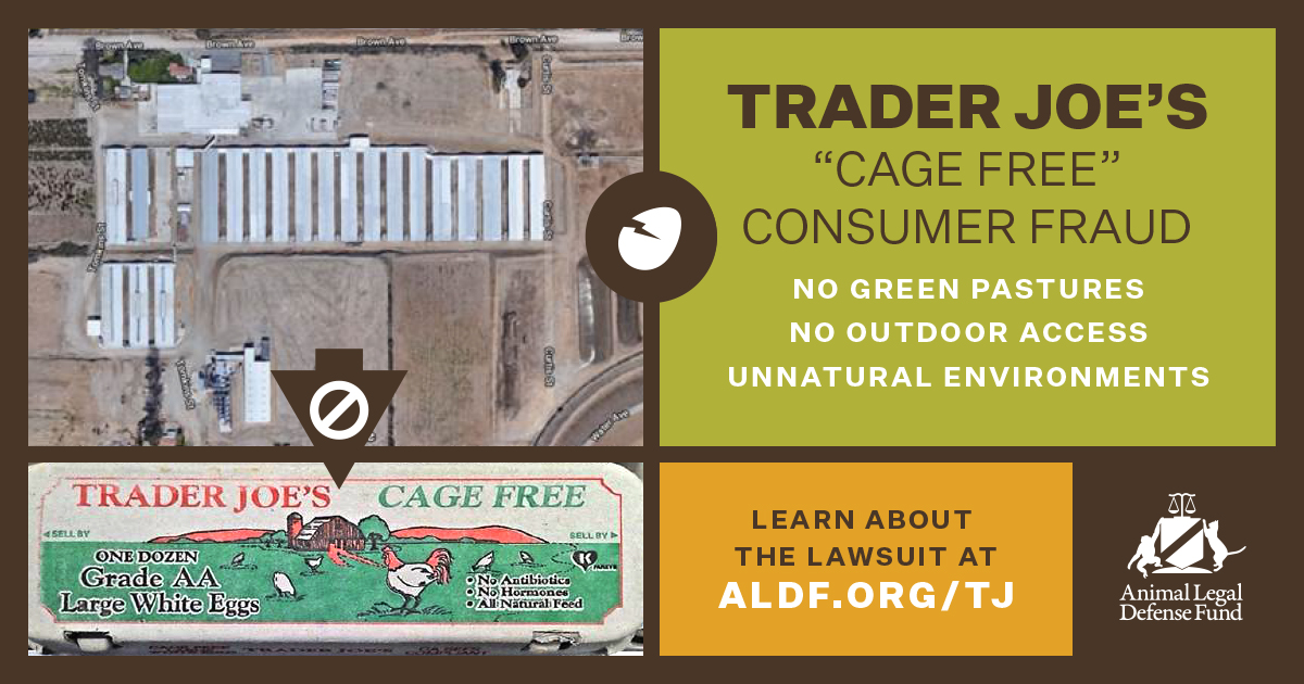 Animal Legal Defense Fund sues Trader Joe's for deceptive egg carton labeling