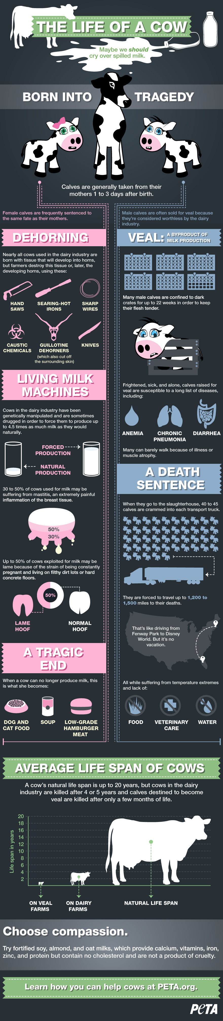 "The Life of A Cow (Infographic)" by PETA.org