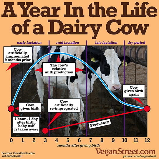 "A year in the life of a dairy cow" by VeganStreet.com