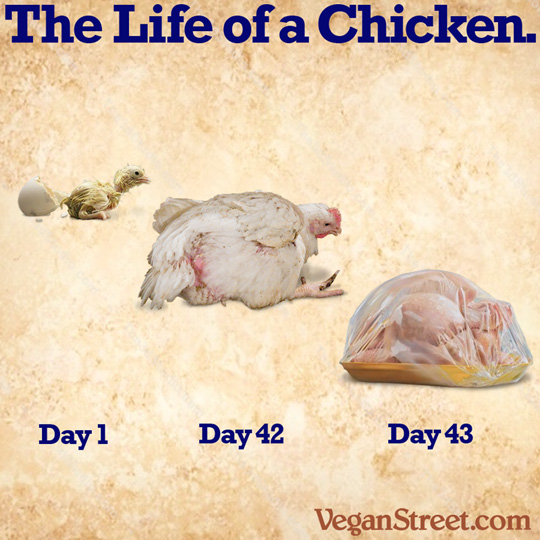 "The life of a chicken" by VeganStreet.com