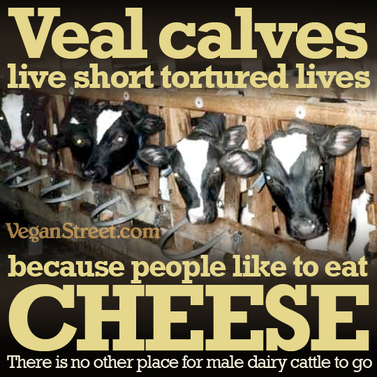 "Veal calves live short, tortured lives because people like to eat CHEESE." by VeganStreet.com