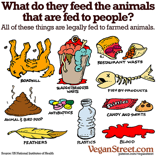 "What do they feed the animals that people eat?" by VeganStreet.com